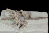 Agaricocrinus Crinoid Fossil - Crawfordsville, Indiana #68474-2